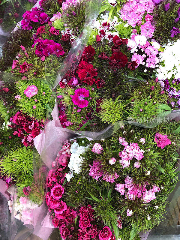 用玻璃纸包装的各种粉红色石竹花/康乃馨花束图片出售